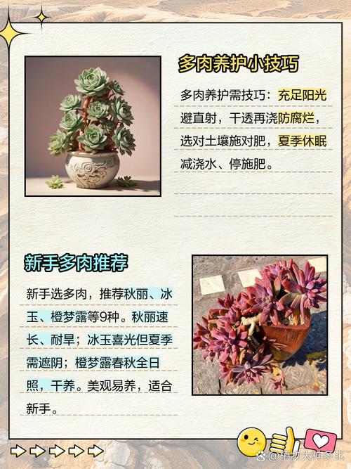 多肉种植必备材料有哪些?-第3张图片-吾爱花网 多肉种植必备材料有哪些?-第3张图片-吾爱花网