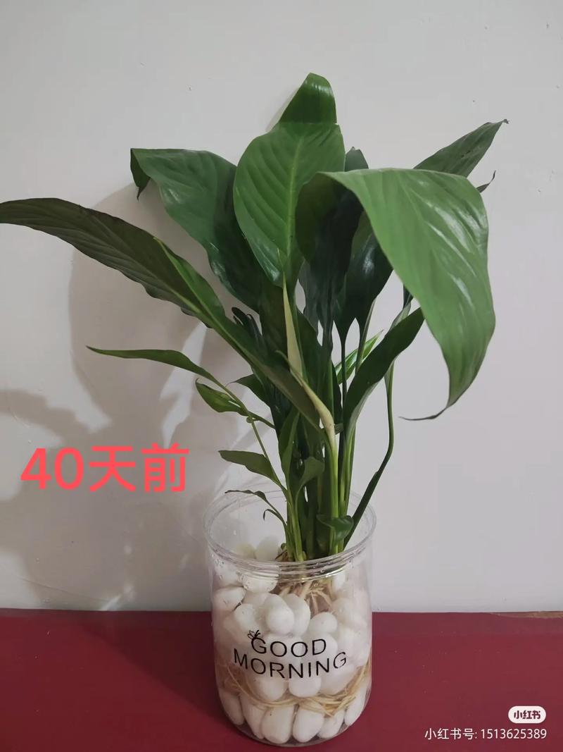 水培一帆风顺发黑，咋办？-第2张图片-吾爱花网