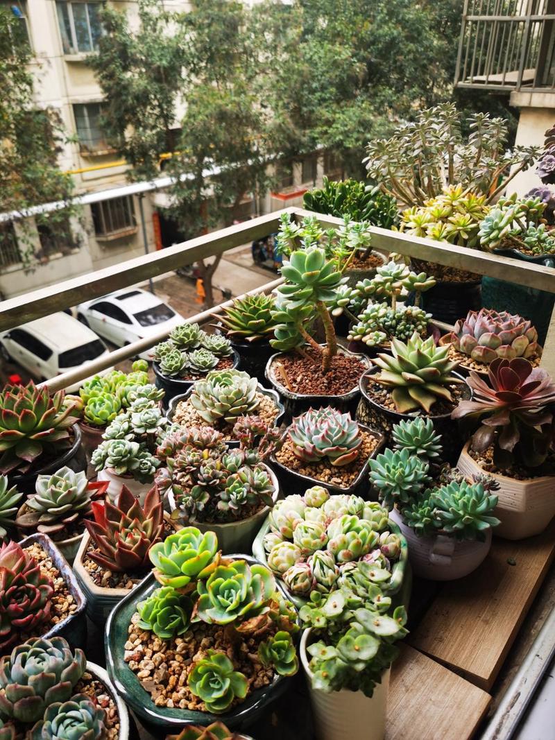 多肉小苗几天可晒太阳?-第3张图片-吾爱花网 多肉小苗几天可晒太阳?-第3张图片-吾爱花网