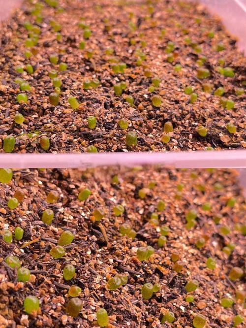 多肉小苗几天可晒太阳?-第1张图片-吾爱花网 多肉小苗几天可晒太阳?-第1张图片-吾爱花网