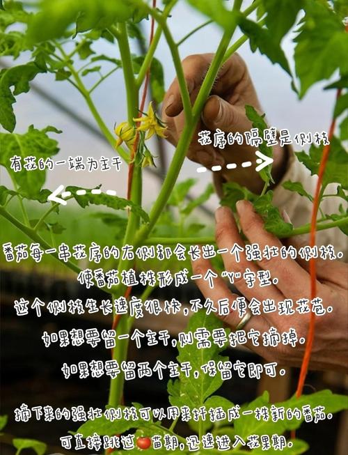 盆栽番茄何时打侧枝最合适?-第1张图片-吾爱花网 盆栽番茄何时打侧枝最合适?-第1张图片-吾爱花网
