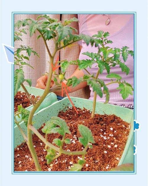 盆栽番茄何时打侧枝最合适?-第2张图片-吾爱花网 盆栽番茄何时打侧枝最合适?-第2张图片-吾爱花网