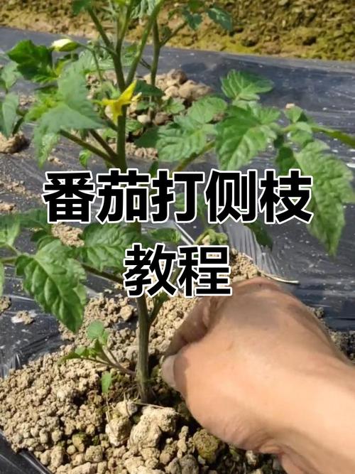 盆栽番茄何时打侧枝最合适?-第3张图片-吾爱花网 盆栽番茄何时打侧枝最合适?-第3张图片-吾爱花网