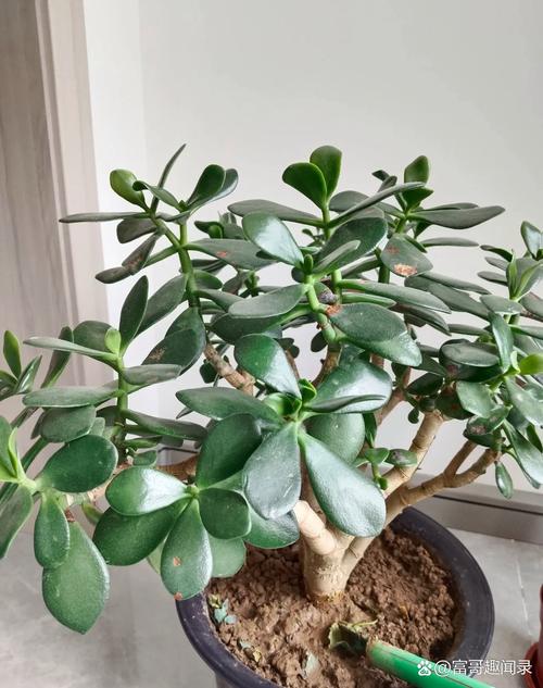 玉树叶子能吃吗?-第3张图片-吾爱花网 玉树叶子能吃吗?-第3张图片-吾爱花网