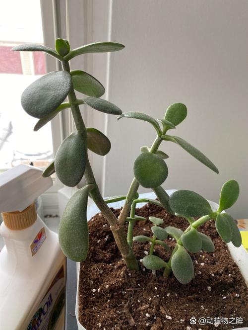 玉树叶子能吃吗?-第1张图片-吾爱花网 玉树叶子能吃吗?-第1张图片-吾爱花网