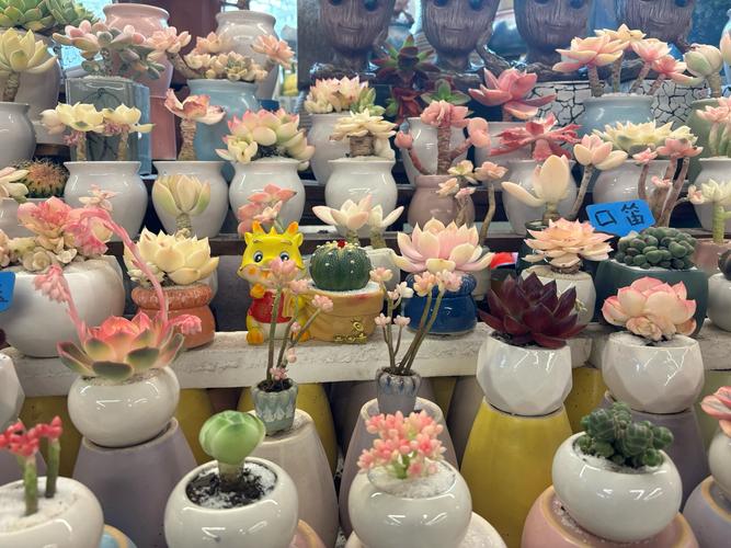 昆明斗南花卉大中型盆栽有何选购秘诀?-第2张图片-吾爱花网 昆明斗南花卉大中型盆栽有何选购秘诀?-第2张图片-吾爱花网