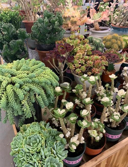 昆明斗南花卉大中型盆栽有何选购秘诀?-第1张图片-吾爱花网 昆明斗南花卉大中型盆栽有何选购秘诀?-第1张图片-吾爱花网