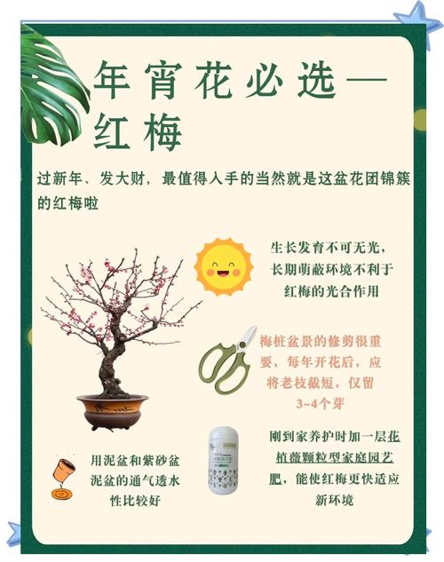 盆栽梅花花后该不该施肥?-第2张图片-吾爱花网 盆栽梅花花后该不该施肥?-第2张图片-吾爱花网