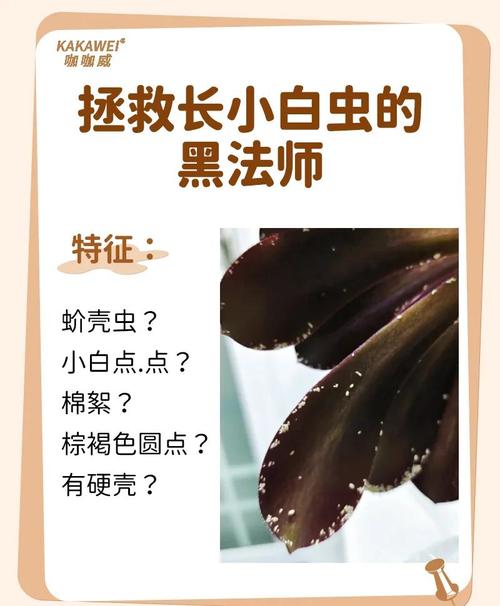 多肉法师病害图片及名称有哪些常见类型?-第2张图片-吾爱花网 多肉法师病害图片及名称有哪些常见类型?-第2张图片-吾爱花网
