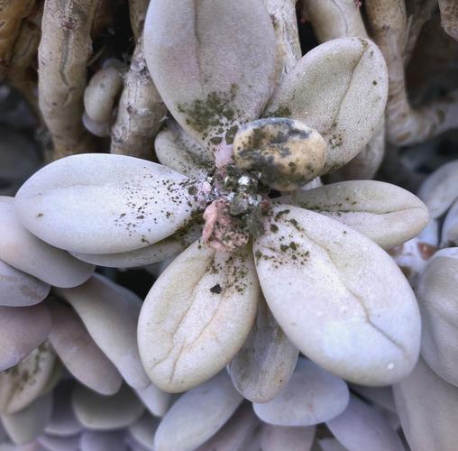 多肉法师病害图片及名称有哪些常见类型?-第1张图片-吾爱花网 多肉法师病害图片及名称有哪些常见类型?-第1张图片-吾爱花网