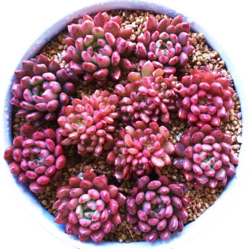 吉娃娃多肉怎么养才爆盆?-第2张图片-吾爱花网 吉娃娃多肉怎么养才爆盆?-第2张图片-吾爱花网