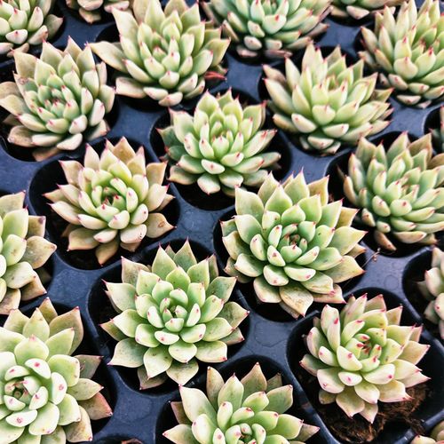 吉娃娃多肉怎么养才爆盆?-第1张图片-吾爱花网 吉娃娃多肉怎么养才爆盆?-第1张图片-吾爱花网