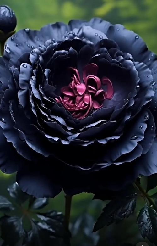 黑牡丹花蕾图片,盆栽如何养护出?-第1张图片-吾爱花网 黑牡丹花蕾图片,盆栽如何养护出?-第1张图片-吾爱花网