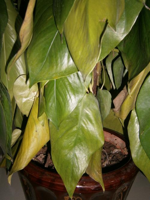 新买水培绿萝蔫了？咋办？-第2张图片-吾爱花网