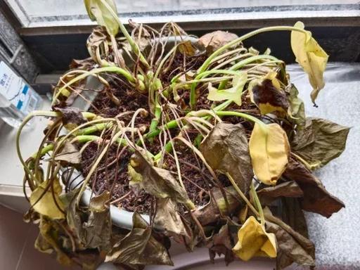 新买水培绿萝蔫了？咋办？-第1张图片-吾爱花网