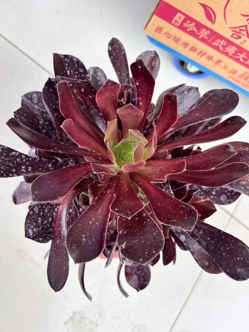 法师多肉冬天能扦插吗？-第1张图片-吾爱花网