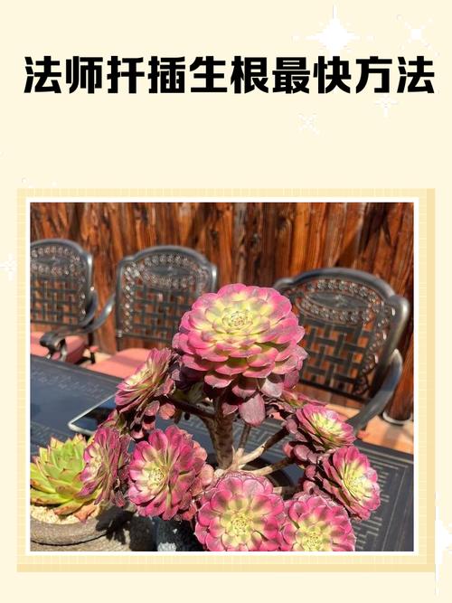 法师多肉冬天能扦插吗？-第3张图片-吾爱花网