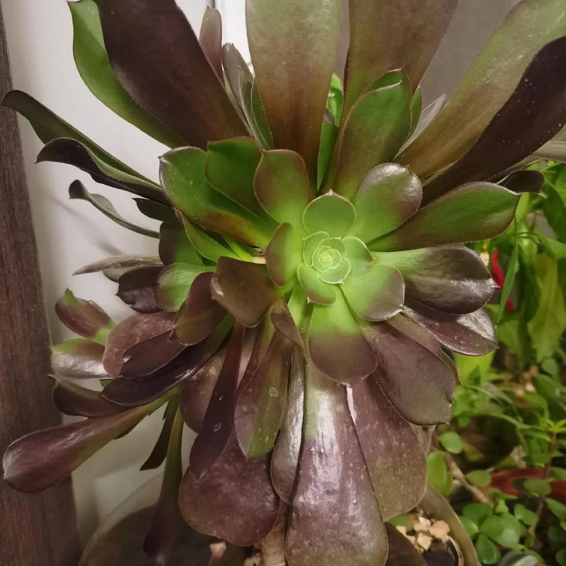 法师多肉冬天能扦插吗？-第2张图片-吾爱花网