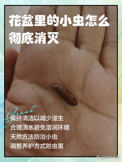 盆栽很多小虫是什么原因-第2张图片-吾爱花网 盆栽很多小虫是什么原因-第2张图片-吾爱花网