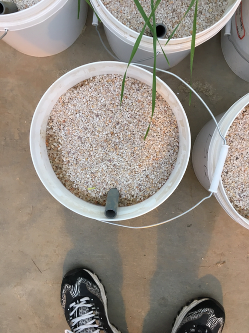 盆栽很多小虫是什么原因-第3张图片-吾爱花网 盆栽很多小虫是什么原因-第3张图片-吾爱花网