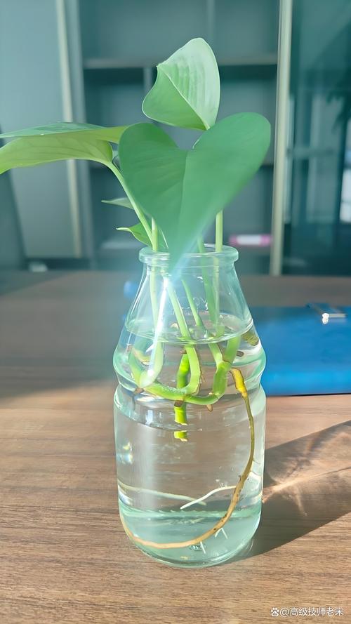 水培绿萝营养液自己怎么做？-第2张图片-吾爱花网