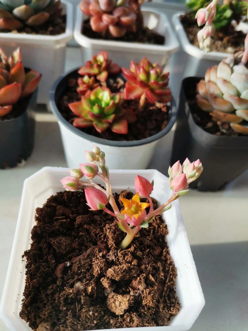 吉娃娃为何频繁开花？-第1张图片-吾爱花网