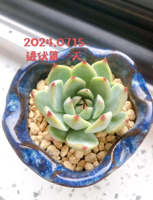 吉娃娃为何频繁开花？-第3张图片-吾爱花网