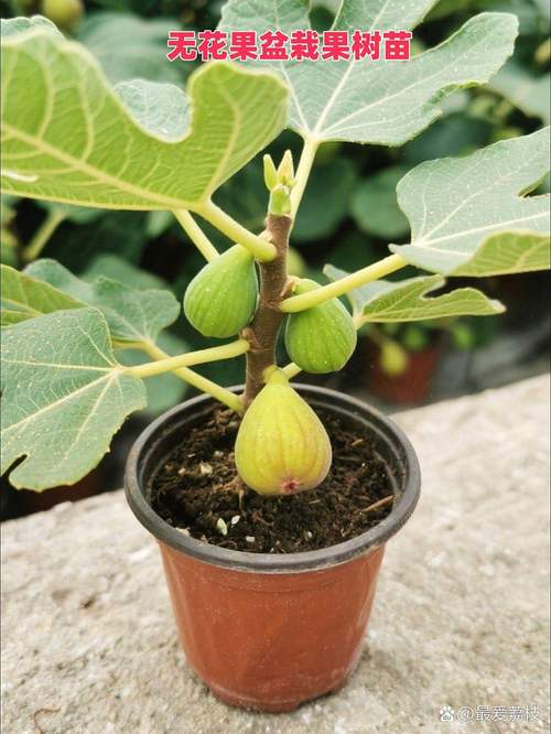 盆栽无花果夏季该放阳台还是室内？-第2张图片-吾爱花网