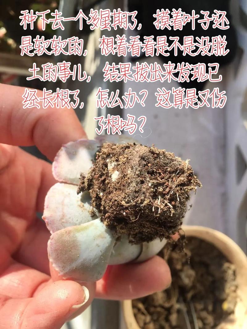 无根多肉怎么种？视频教你活！-第1张图片-吾爱花网