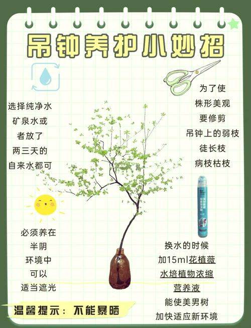 木本盆栽养护关键，光照、浇水、修剪如何把握？-第2张图片-吾爱花网