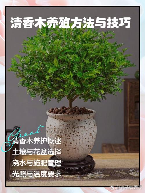 木本盆栽养护关键，光照、浇水、修剪如何把握？-第3张图片-吾爱花网