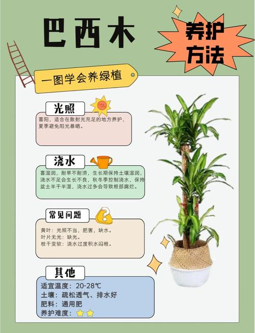 木本盆栽养护关键，光照、浇水、修剪如何把握？-第1张图片-吾爱花网