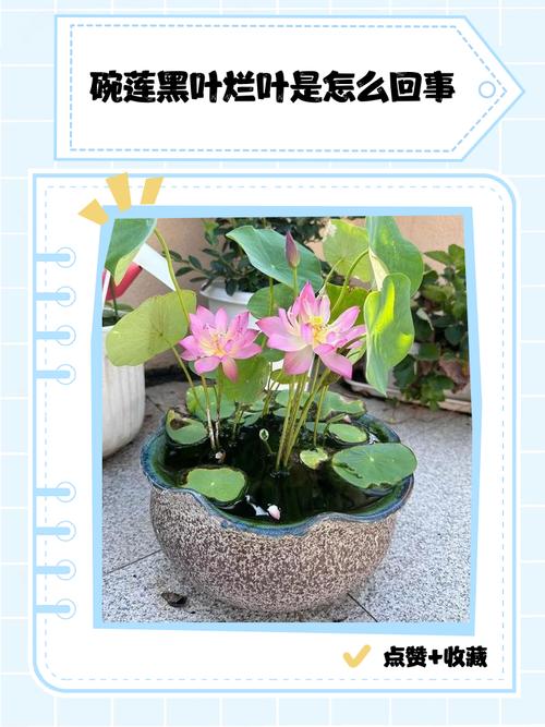 盆栽荷花叶子发黑有黑点咋办？-第1张图片-吾爱花网