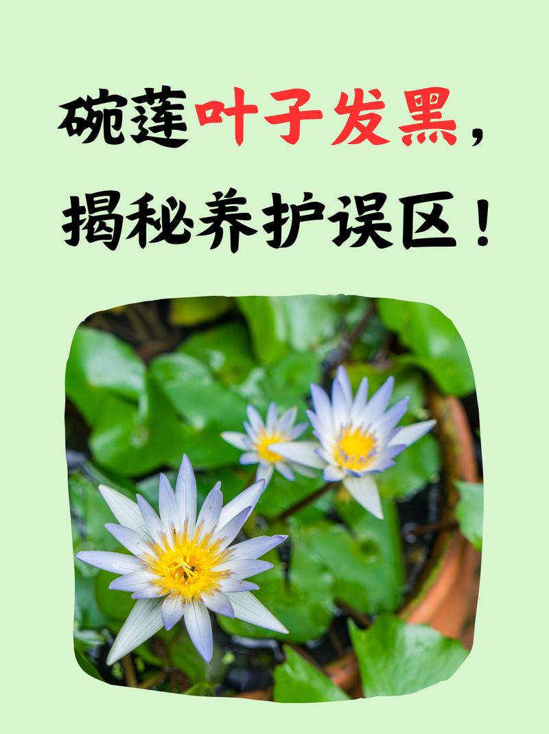 盆栽荷花叶子发黑有黑点咋办？-第3张图片-吾爱花网