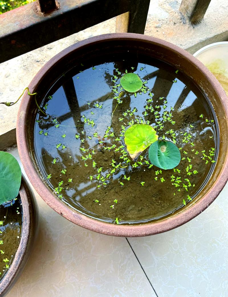 盆栽荷花叶子发黑有黑点咋办？-第2张图片-吾爱花网