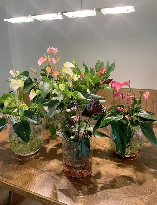 红掌水培能用自来水吗？-第1张图片-吾爱花网