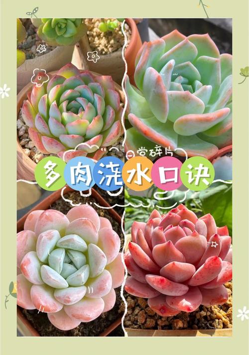 多肉冬天栽种浇水，到底该咋浇？-第3张图片-吾爱花网