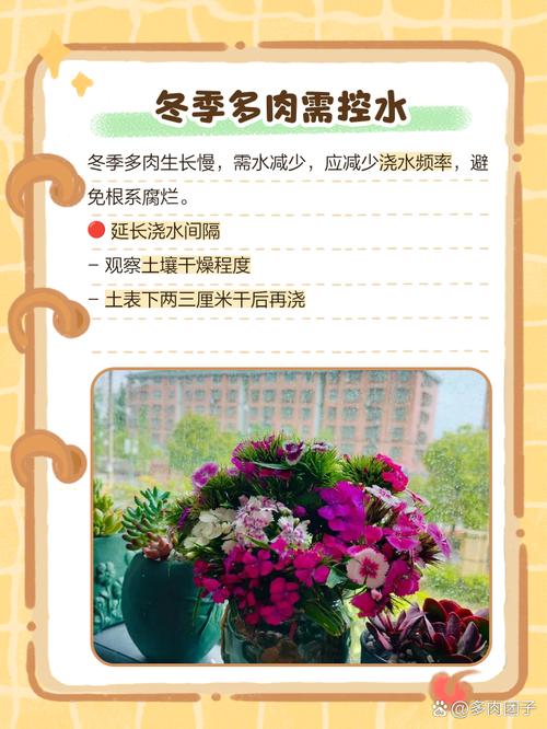 多肉冬天栽种浇水，到底该咋浇？-第2张图片-吾爱花网