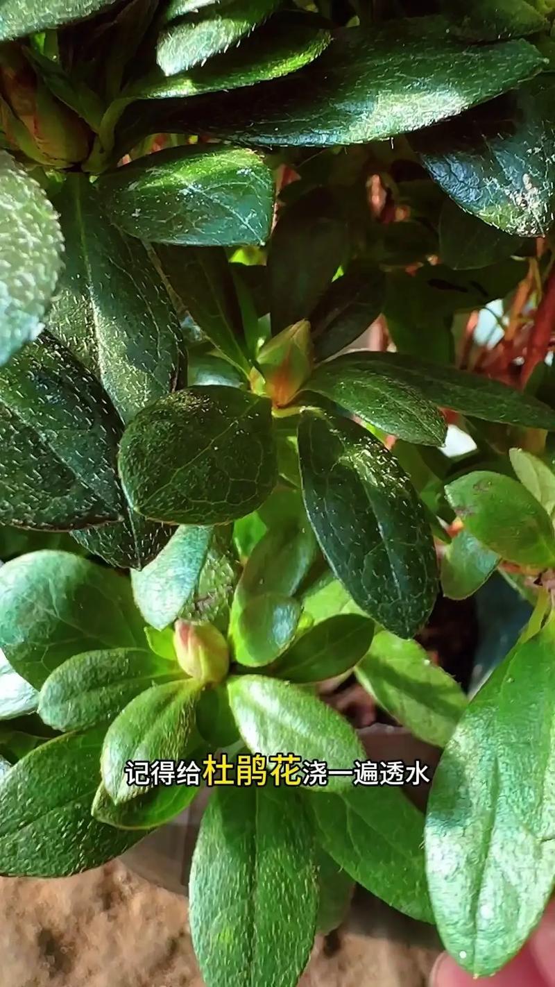 新买的盆栽杜鹃怎么缓苗-第3张图片-吾爱花网