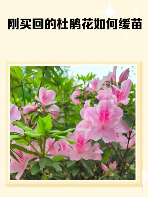 新买的盆栽杜鹃怎么缓苗-第2张图片-吾爱花网