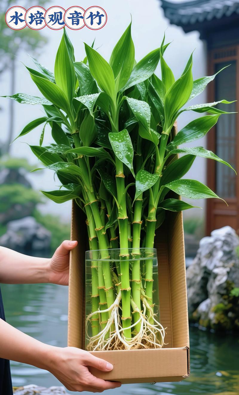观音竹水培必须放铁钉吗？-第3张图片-吾爱花网