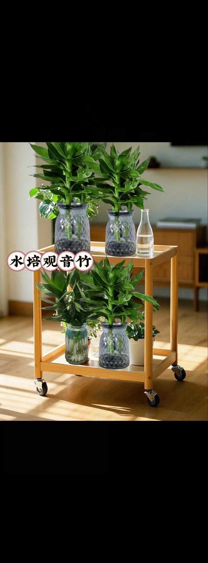 观音竹水培必须放铁钉吗？-第1张图片-吾爱花网