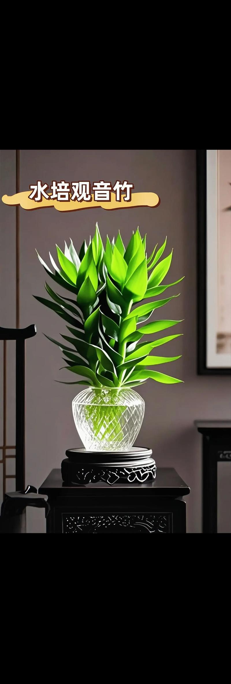 观音竹水培必须放铁钉吗？-第2张图片-吾爱花网