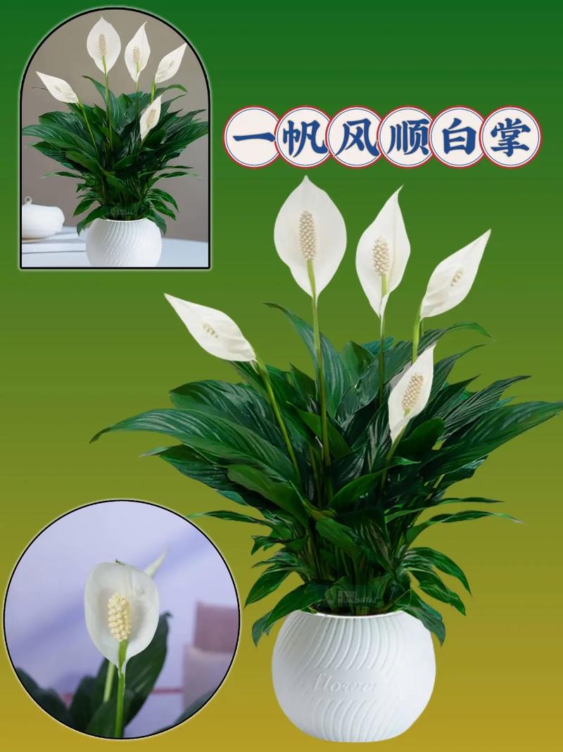 水培一帆风顺白花枯萎怎么办？-第3张图片-吾爱花网