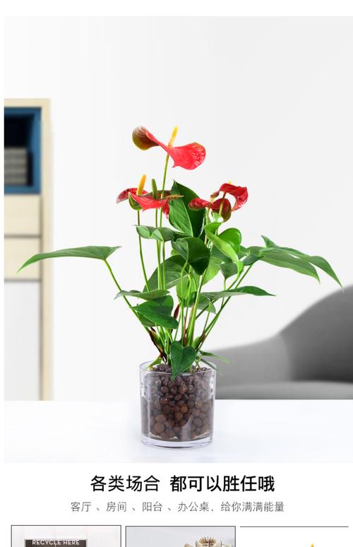 什么盆栽花卉能浇大水?-第2张图片-吾爱花网 什么盆栽花卉能浇大水?-第2张图片-吾爱花网