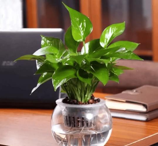 什么盆栽花卉能浇大水?-第3张图片-吾爱花网 什么盆栽花卉能浇大水?-第3张图片-吾爱花网