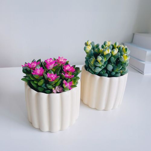 耐冻室内花卉盆栽有哪些?-第1张图片-吾爱花网 耐冻室内花卉盆栽有哪些?-第1张图片-吾爱花网