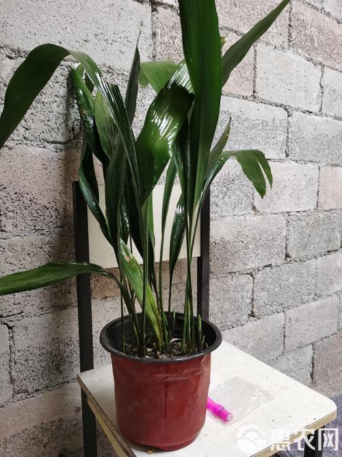 耐冻室内花卉盆栽有哪些?-第2张图片-吾爱花网 耐冻室内花卉盆栽有哪些?-第2张图片-吾爱花网