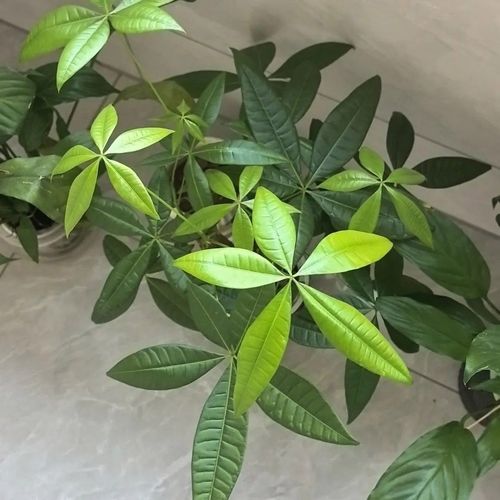 水培一帆风顺冬天会冻死吗？-第3张图片-吾爱花网