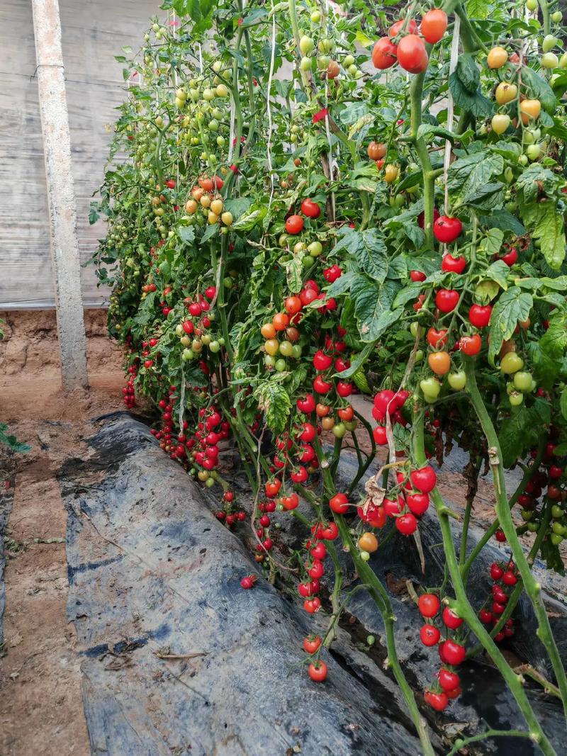 圣女果盆栽怎么种?视频教你在家种出小番茄!-第1张图片-吾爱花网 圣女果盆栽怎么种?视频教你在家种出小番茄!-第1张图片-吾爱花网